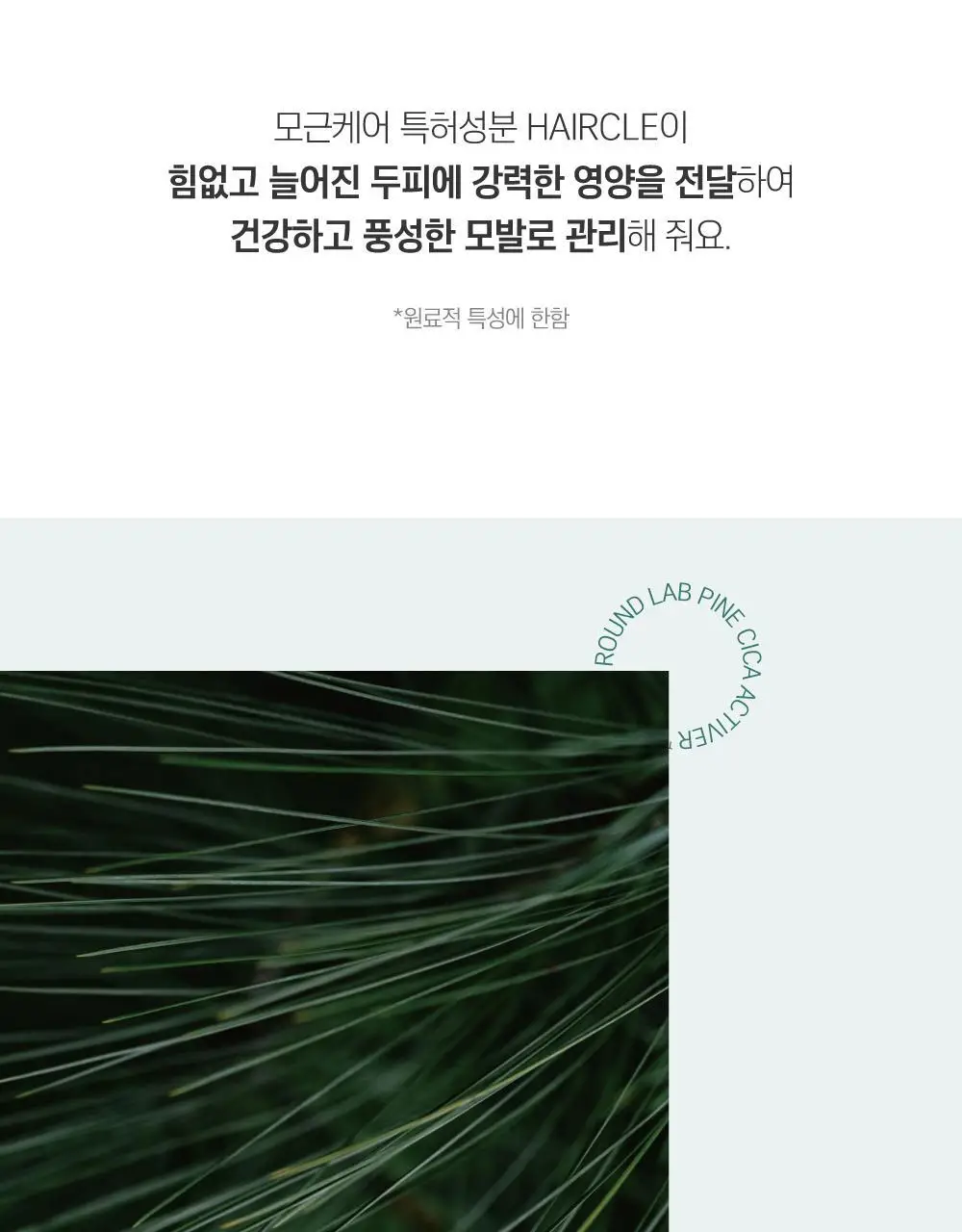 [두피영양] 라운드랩 소나무 진정 시카 두피 앰플 15ml 상세페이지 12